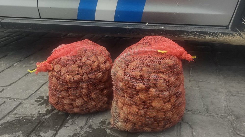 ΜΑΛΑΚΩΝΤΑΣ ΕΡΕΤΡΙΑΣ: Κατασχέθηκαν 29 κιλά κυδώνια από το Λιμεναρχείο Χαλκίδας