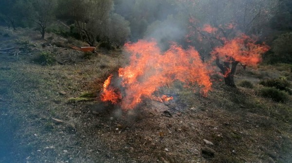 ΤΡΑΧΗΛΙ ΕΥΒΟΙΑΣ: Πρόστιμο 500 ευρώ σε αγρότη γιατί έβαλε φωτιά σε κλαδιά μετά το κλάδεμα των δένδρων