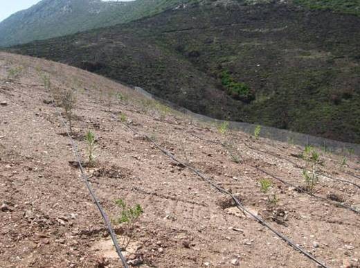 Χώρος αναψυχής η παλιά χωματερή στα Κόσκινα
