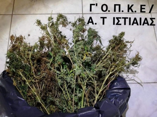 ΙΣΤΙΑΙΑ: Καλλιεργούσε δενδρύλλια χασίς στο μαντρί 45χρονος