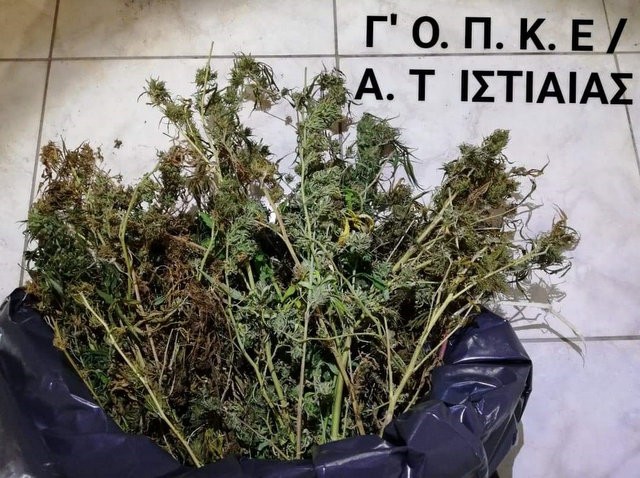 ΙΣΤΙΑΙΑ: Καλλιεργούσε δενδρύλλια χασίς στο μαντρί 45χρονος