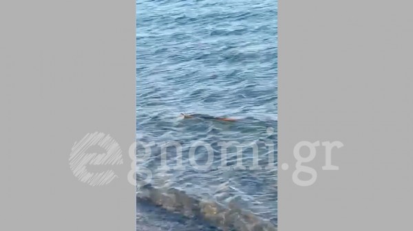 ΕΥΒΟΙΑ: Φίδι εμφανίστηκε στη θάλασσα (video)