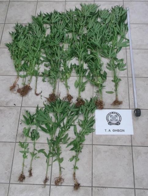 ΤΑΝΑΓΡΑ ΒΟΙΩΤΙΑΣ: Καλλιεργούσε στο κτήμα του δενδρύλλια χασίς