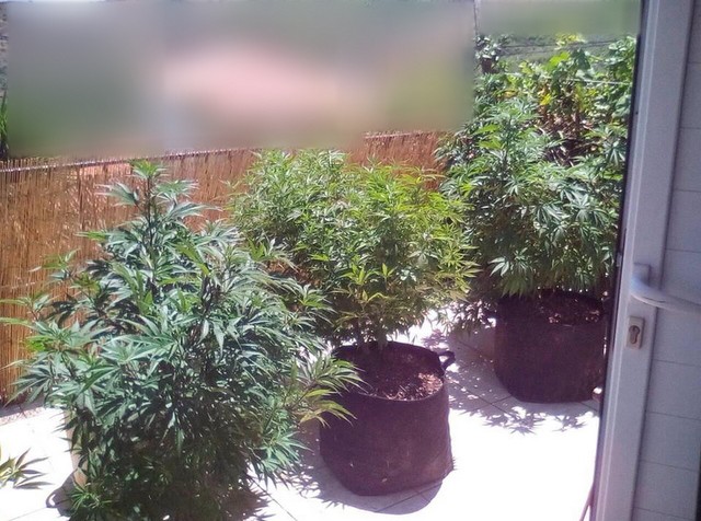 ΑΛΙΒΕΡΙ: Καλλιεργούσε δενδρύλλια χασίς σε γλάστρες 46χρονος