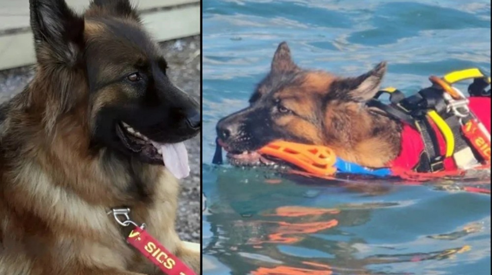 ΣΤΕΡΕΑ ΕΛΛΑΔΑ: Σκύλος-ναυαγοσώστης έσωσε ηλικιωμένο από πνιγμό