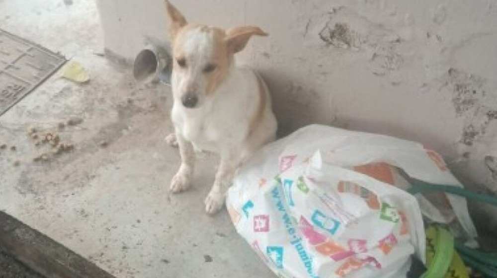 Εγκατέλειψαν σκυλάκι μαζί με τα παιχνίδια του σε στάση λεωφορείου