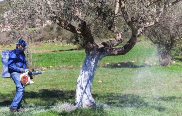 ΔΗΜΟΣ ΕΡΕΤΡΙΑΣ: Αρχίζει ο ψεκασμός για την καταπολέμηση του δάκου στις ελιές