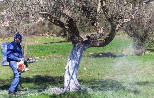 ΔΗΜΟΣ ΕΡΕΤΡΙΑΣ: Αρχίζει ο ψεκασμός για την καταπολέμηση του δάκου στις ελιές