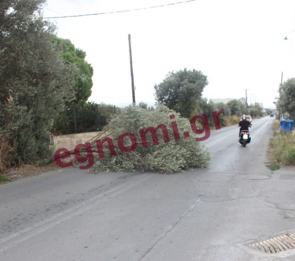 ΔΥΟ ΔΕΝΤΡΑ ΧΑΛΚΙΔΑΣ: Αέρας ξερίζωσε ελιά