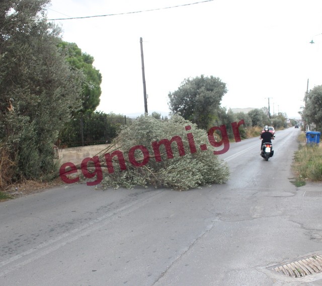 ΔΥΟ ΔΕΝΤΡΑ ΧΑΛΚΙΔΑΣ: Αέρας ξερίζωσε ελιά
