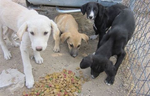 Αυτά τα χαριτωμένα κουτάβια ζητούν οικογένεια