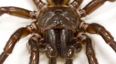 Δηλητήριο αράχνης για το εγκεφαλικό!