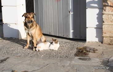 Σαν... το σκύλο με τη γάτα!
