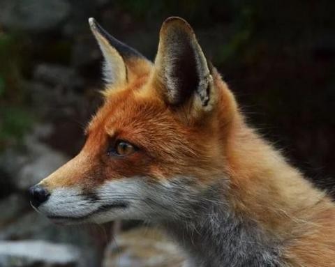 Πήλιο: Αλεπού δάγκωσε 5χρονο κορίτσι - Μεταφέρθηκε στο νοσοκομείο