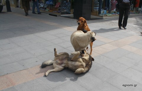 Σκυλοκαβγάς στο κέντρο της Χαλκίδας
