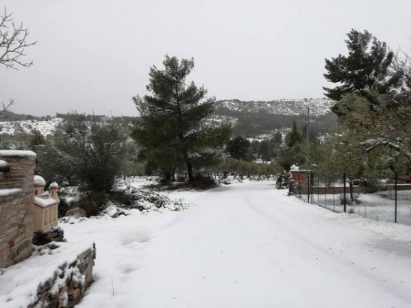 ΚΑΚΟΚΑΙΡΙΑ: Άσπρισαν και τα Φύλλα