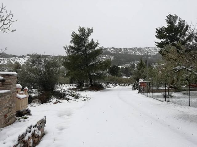 ΚΑΚΟΚΑΙΡΙΑ: Άσπρισαν και τα Φύλλα