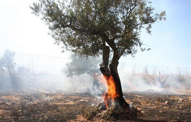ΖΕΜΠΙΛΗΣ: Προκαταβολή αποζημιώσεων και στους μη κατʼ επάγγελμα αγρότες των πυρόπληκτων περιοχών