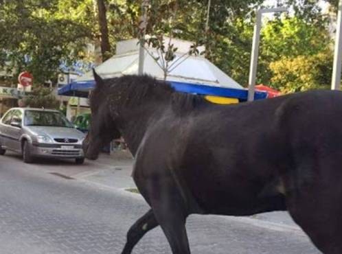 ΕΡΕΤΡΙΑ: Σε σειρά ιατρικών εξετάσεων υποβλήθηκε ο άνθρωπος που δέχτηκε επίθεση από άλογο