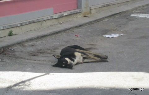 Συνελήφθησαν 156 άτομα για κακοποίηση ζώων μέσα στο 2016