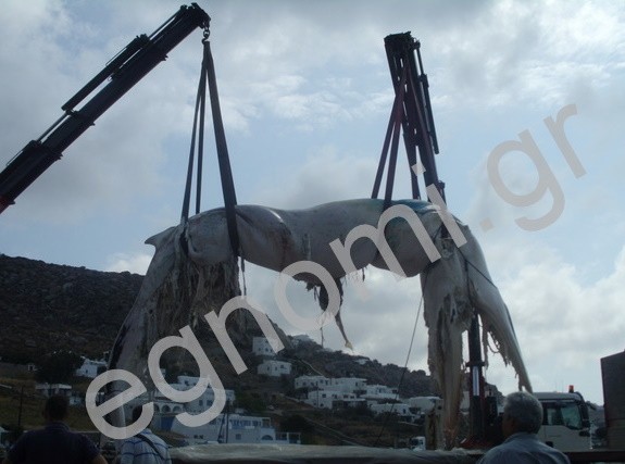 Φάλαινα 12,5 μέτρων ξεβράστηκε στη Μύκονο!
