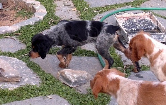 Έχασε το σκυλάκι του στην Αγορά της Χαλκίδας