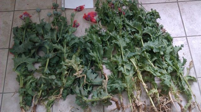 Kαλλιεργούσαν οπιούχες παπαρούνες τέσσερις Έλληνες