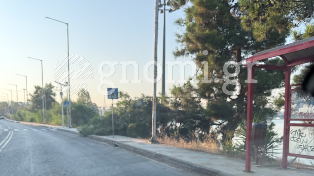 ΧΑΛΚΙΔΑ: Πεσμένο πεύκο κλείνει το πεζοδρόμιο στη λεωφόρο Καραμανλή