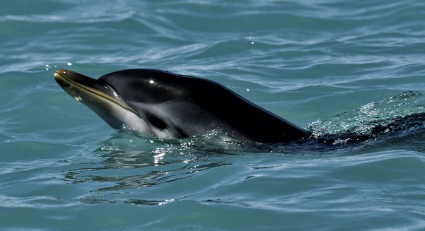 ΠΑΡΑΛΙΑ ΠΟΛΙΤΙΚΩΝ: Εκκλήσεις για δελφίνι που χαροπαλεύει