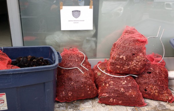 ΑΛΥΚΕΣ ΔΡΟΣΙΑΣ: Ψάρεψαν παράνομα 1700 αχινούς δύο ερασιτέχνες ψαράδες