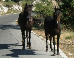 Λεωφορείο του ΚΤΕΛ τράκαρε με άλογο