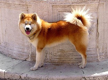 Πρόεδρος ο Τάσος Καρυστινός στον Κυνοφιλικό Όμιλο Εύβοιας