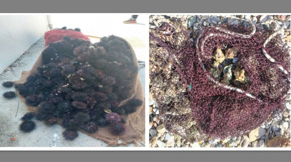 ΛΙΜΝΗ ΕΥΒΟΙΑΣ: Ερασιτέχνες ψάρευαν παράνομα αχινούς και όστρακα