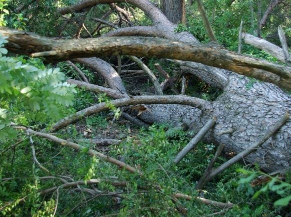 ΜΑΚΡΥΚΑΠΑ ΕΥΒΟΙΑ: Δέντρο πλάκωσε και σκότωσε υλοτόμο