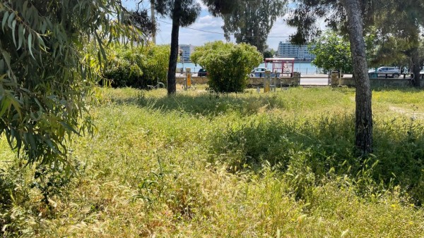 ΧΑΛΚΙΔΑ: Σε κακό χάλι το αλσύλλιο της Κανήθου