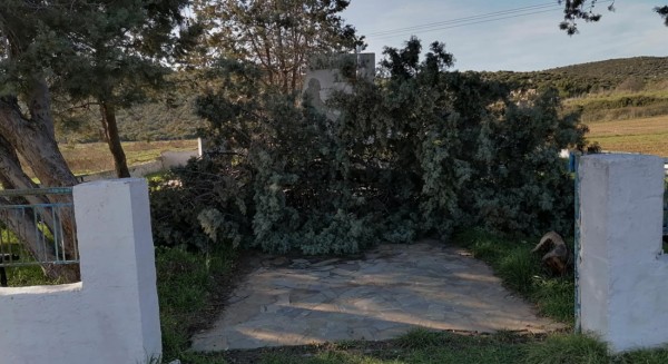 Επεσε δέντρο στο μνημείο της Λαμπούσας στο Νεοχώρι