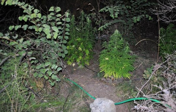Καλλιεργούσαν χασίς σε αγροτική περιοχή 45χρονος και 37χρονος (φωτό)