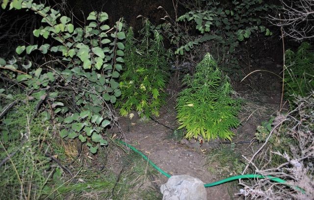 Καλλιεργούσαν χασίς σε αγροτική περιοχή 45χρονος και 37χρονος (φωτό)