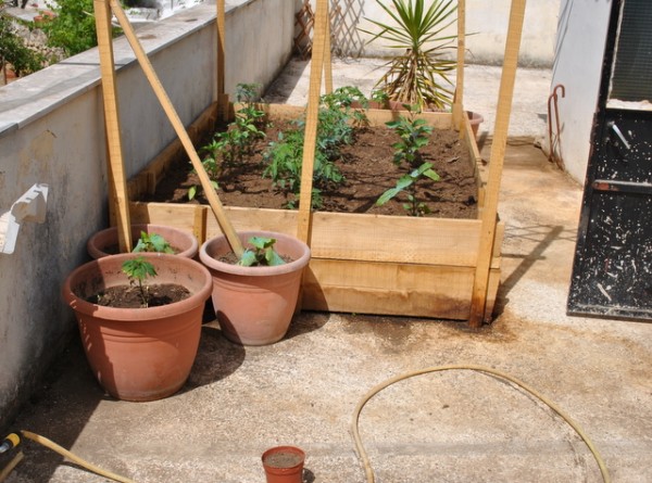 Αντί για λουλούδια φύτεψε χασίς στην ταράτσα του σπιτιού του