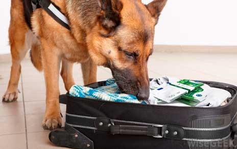 Σκύλος εντόπισε 21.000 δολάρια στο αεροδρόμιο