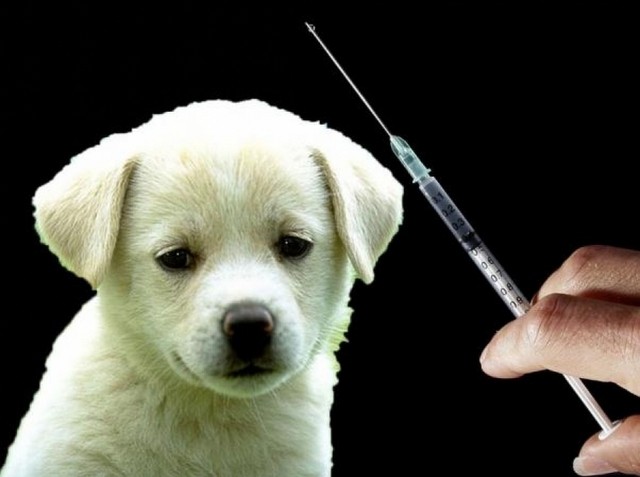 Μην ξεχνάτε τον ετήσιο υποχρεωτικό εμβολιασμό των ζώων