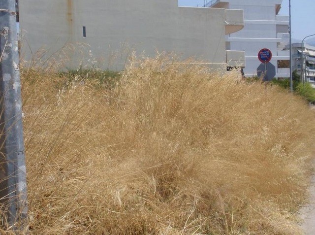 ΔΗΜΟΣ ΧΑΛΚΙΚΔΕΩΝ: Οι ιδιοκτήτες οικοπέδων οφείλουν να καθαρίζουν τα ξερόχορτα