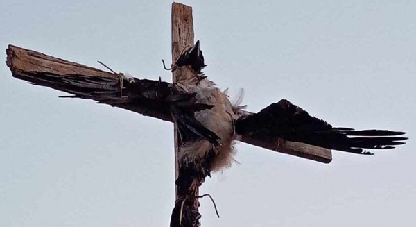 Κτηνωδία στην Πάρο: Σταύρωσαν κοράκι και το άφησαν σε δημόσια θέα