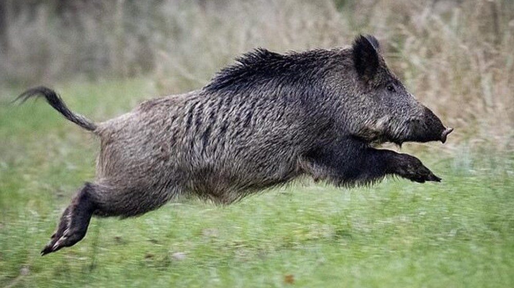 46χρονος ποδοπατήθηκε από αγέλη αγριογούρουνων