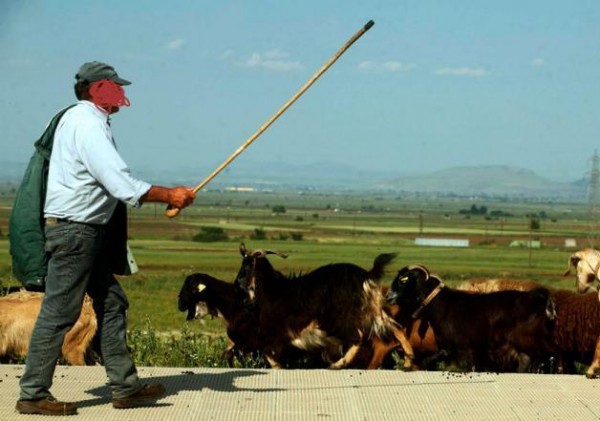 Με τη γκλίτσα κυνήγησε τους κλέφτες