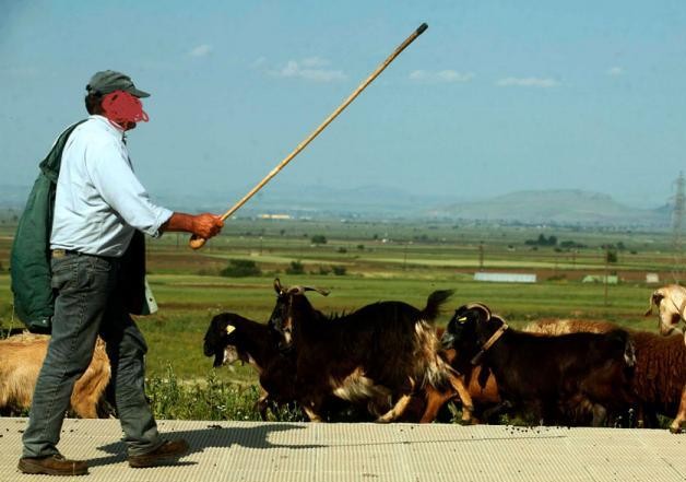 Με τη γκλίτσα κυνήγησε τους κλέφτες