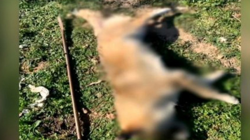 Νέα υπόθεση Όλιβερ στα Μέγαρα: Κακοποίησαν με μεταλλική ράβδο και σκότωσαν σκυλάκι