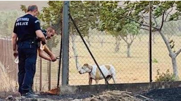 ΧΑΛΚΙΔΑ: Καταγγελία στην Αστυνομία για κακοποίηση ζώων στη Λιανή Άμμο