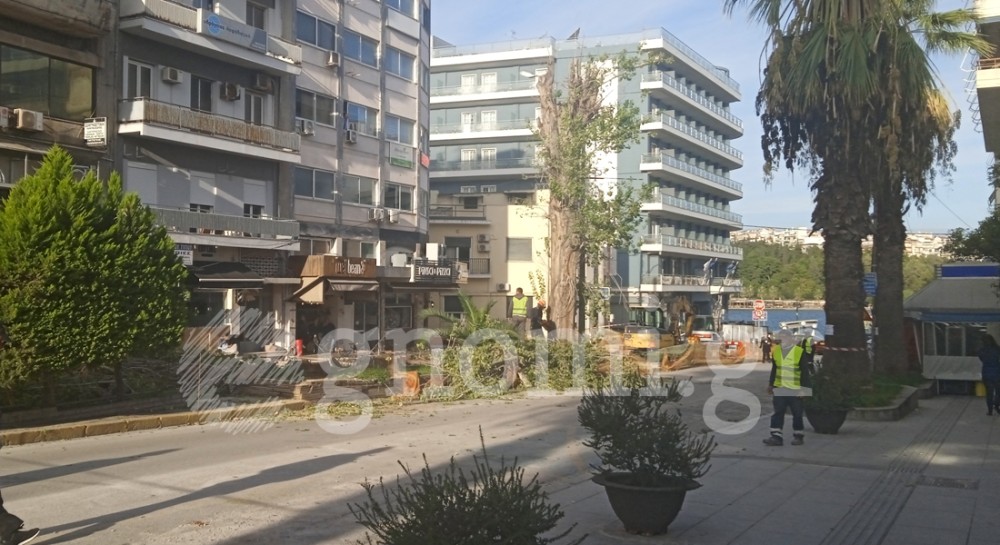 Νέες αντιδράσεις για την κοπή των δέντρων στη Βενιζέλου - Σκληρή δήλωση από τον Γιάννη Μπάρμπα