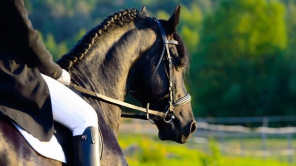 Για ασέλγεια σε τρεις γυναίκες και τέσσερα ανήλικα κορίτσια κατηγορείται 67χρονος εκπαιδευτής ιππασίας